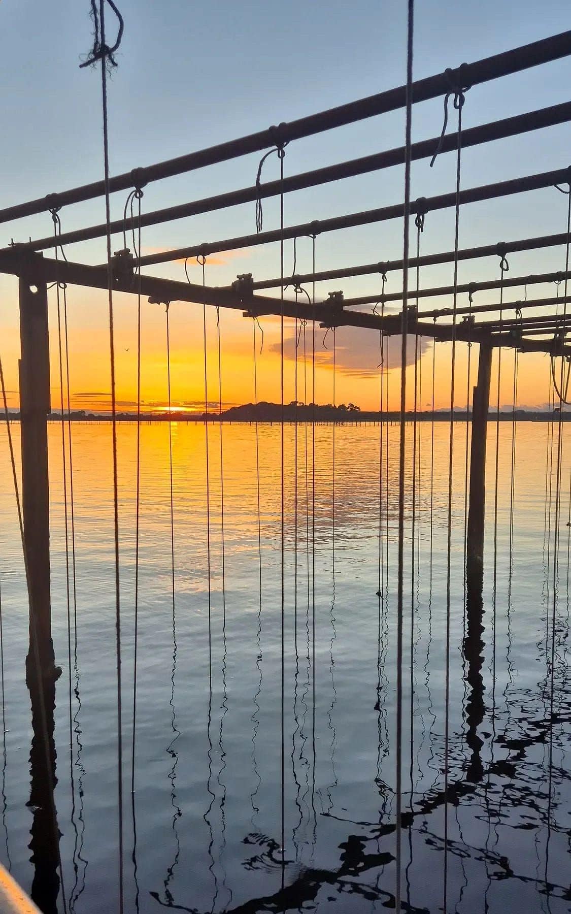 Coucher de soleil sur une table ostréicole de l'étang de Thau, cordes d'élevage suspendues au-dessus de l'eau