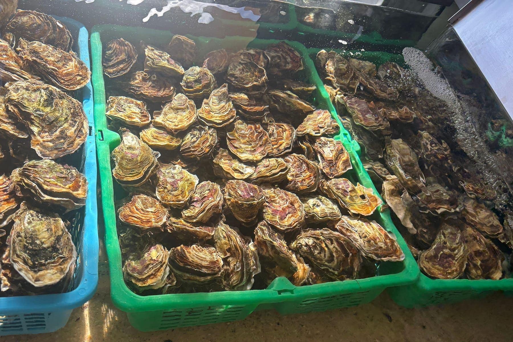 Huîtres creuses en paniers dans un bassin d'eau de mer au magasin Midi Coquillages de Mèze