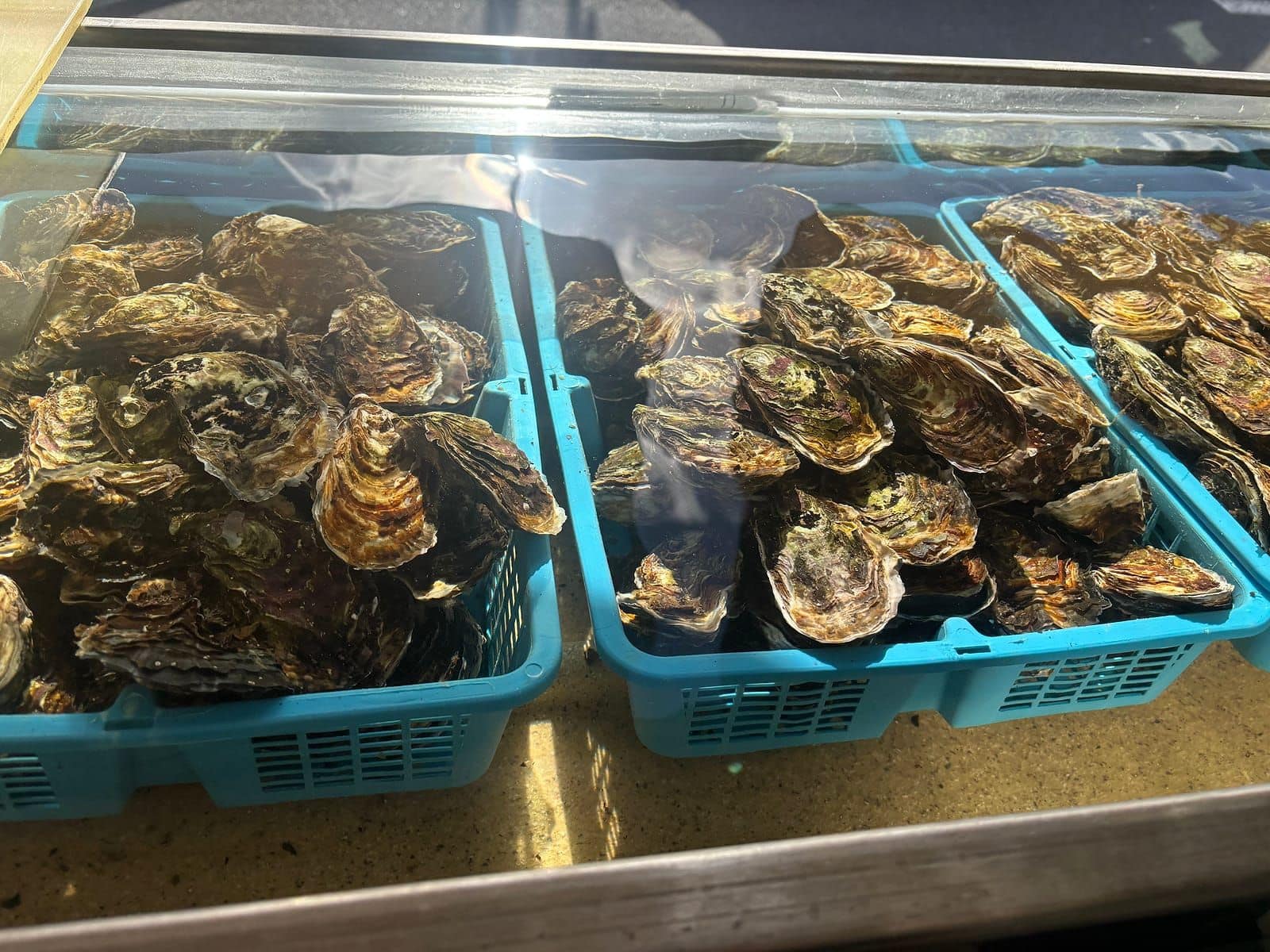 Huîtres creuses en paniers dans un bassin d'eau de mer