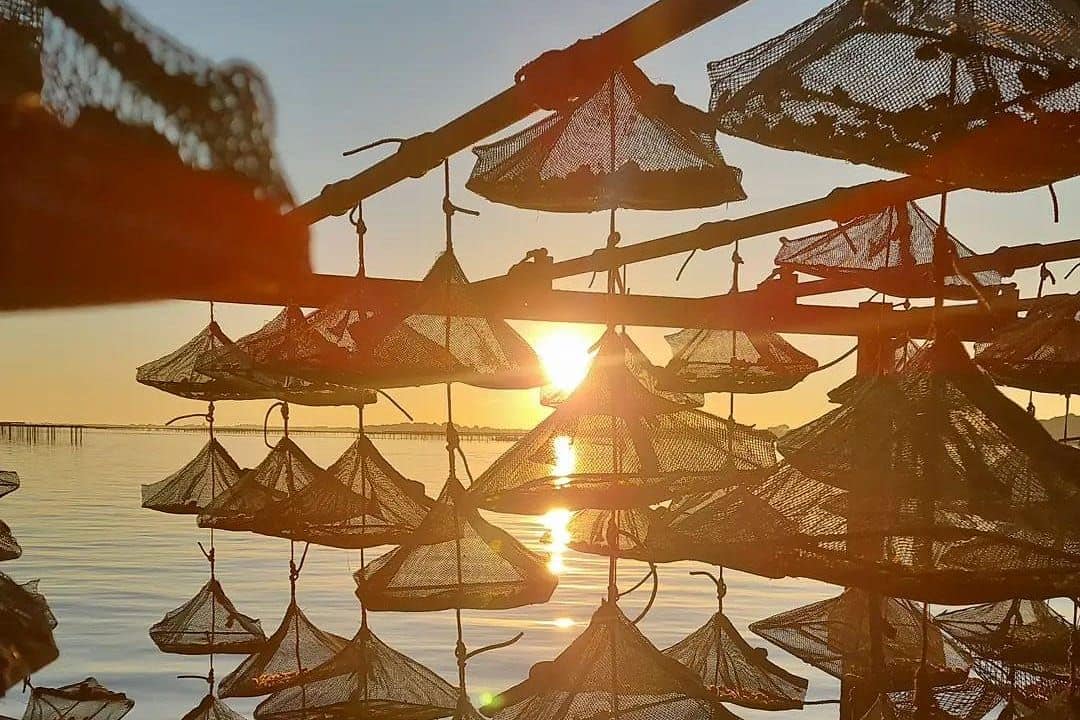 Paniers d'élevage suspendus à une table ostréicole de l'étang de Thau, à contre-jour du soleil rasant